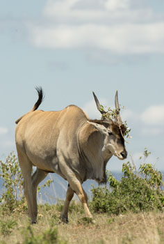 eland